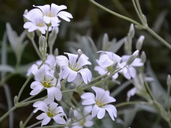 Snow-in-Summer květiny - cerastium tomentosum detail — Stock fotografie