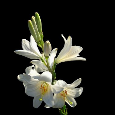 White lilies on black background clipart