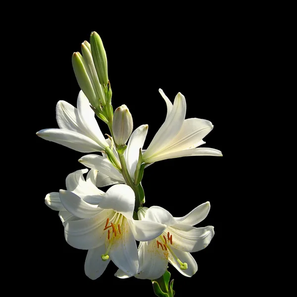 White lilies on black background — Stock Photo, Image