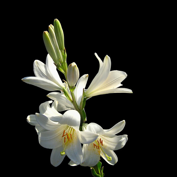 White lilies on black background