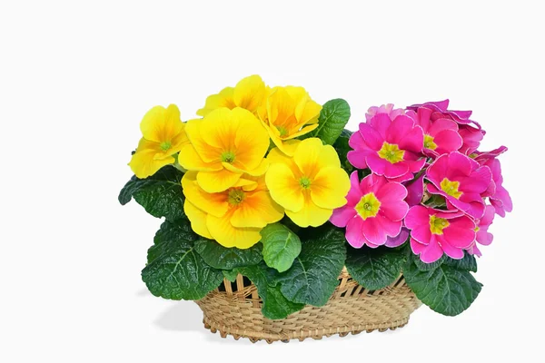 Primrose flowers in a basket — Stock Photo, Image