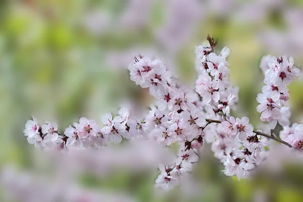 Plum blossoms — Stockfoto