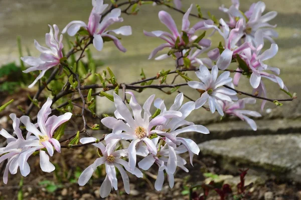 Αστέρι magnolia άνθη — Φωτογραφία Αρχείου