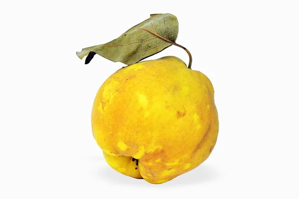 Pigwa owoce - cydonia oblonga — Zdjęcie stockowe