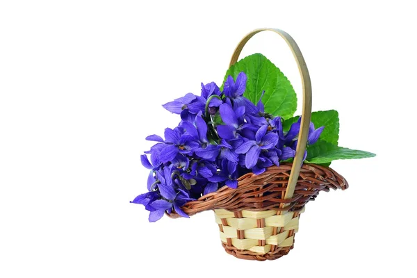 Blue violets in a basket isolated — Stock Photo, Image