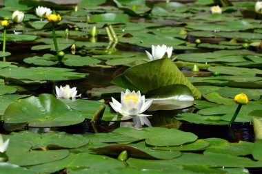 Sarı ve beyaz nilüferler