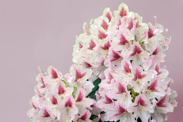 Fleurs de rhododendron blanc rosé — Photo