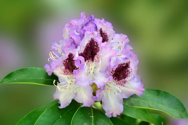 Flor de rododendro de lavanda roxa — Fotografia de Stock