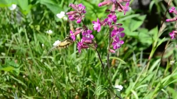 Swallowtail papillon se nourrissant de fleurs roses 