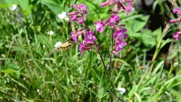 Schwalbenschwanz-Schmetterling ernährt sich von rosa Blüten — Stockvideo