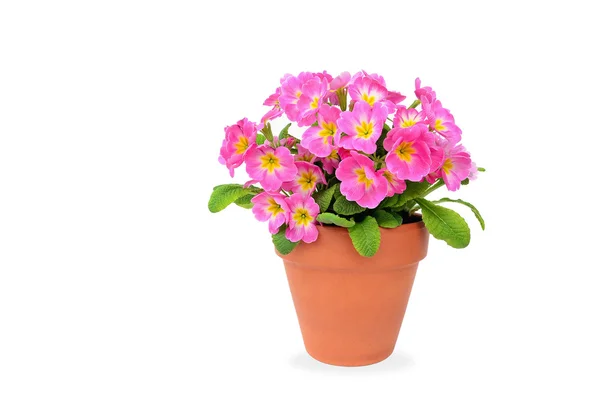 Prímula em vaso rosa isolada sobre branco - Primula — Fotografia de Stock