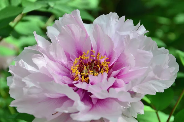 Piwonia zbliżenie - paeonia suffruticosa — Zdjęcie stockowe