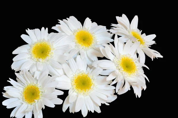 Marguerites blanches sur noir — Photo