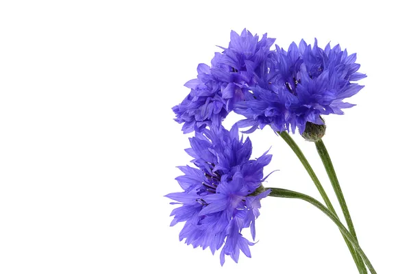 Blue cornflower closeup on white — Stock Photo, Image