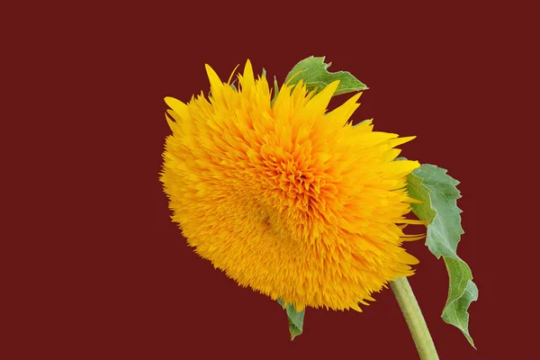 Teddy bear sunflower — Stock Photo, Image