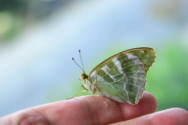 Butterfly - Argynnis paphia female — Stock Photo, Image