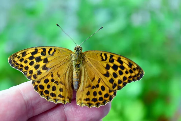 Schmetterling mit offenen Flügeln — Stockfoto