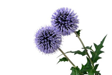 Globe izole thistle - echinops banaticus,