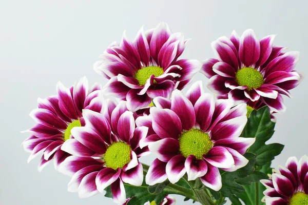 Purpurrote Chrysantheme — Stockfoto