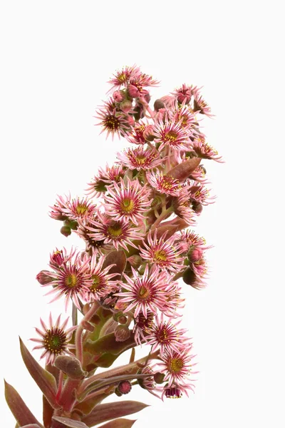 olağanüstüsarı önümüzdeki