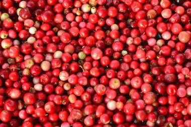 Fuska veya İsveç kirazı - vaccinium vitis-idaea