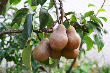 Bosc armut ağacında