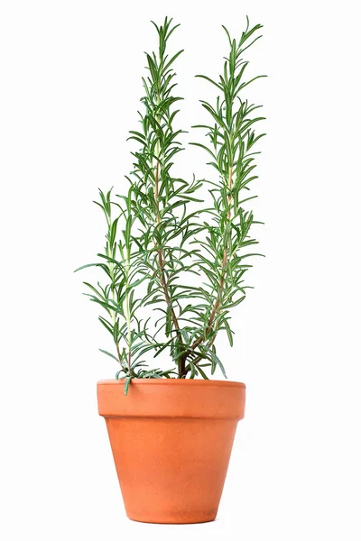 Potted rosemary plant — Stock Photo, Image