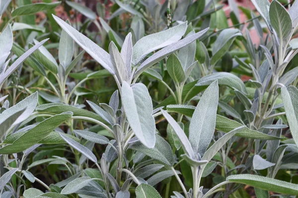 Common sage - Salvia officinalis — Stock Photo, Image