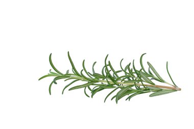 Beyaz biberiye dalı