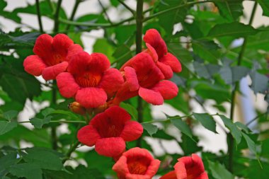 Trumpet vine flowers and foliage clipart