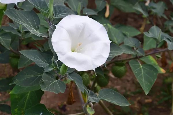 Datura bloem closeup - datura wrightii — Stockfoto