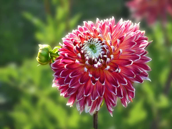 Roze dahlia — Stockfoto