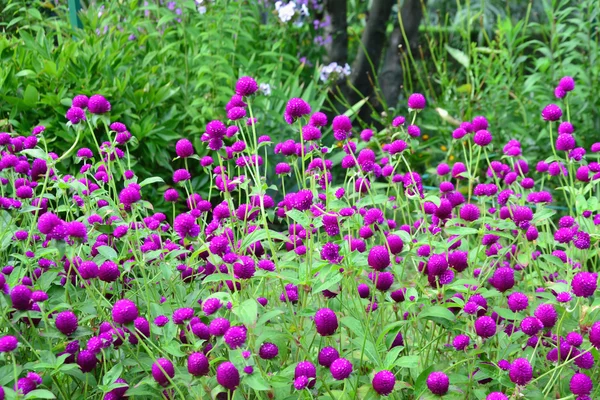 Purple globe amaranth - Gomphrena globosa — Stock Photo, Image