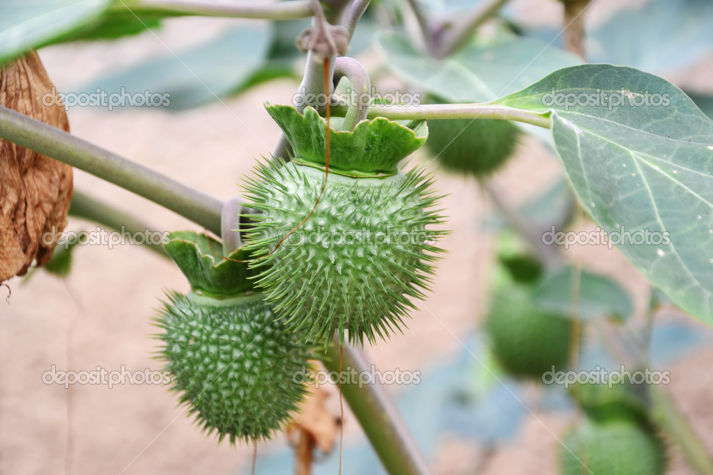 Sacred datura seedpods - closeup — Stock Photo © Whiteaster #31398865