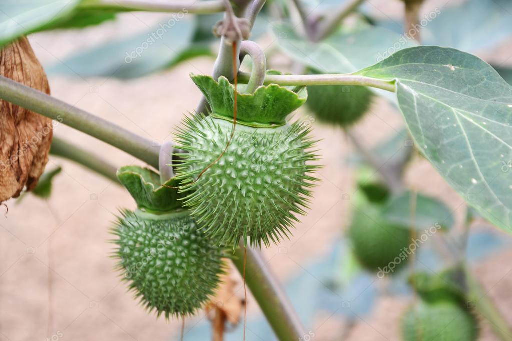 Sacred Datura Seedpods Closeup Stock Photo By C Whiteaster Sacred Datura Seedpods Closeup Stock Photo By C Whiteaster