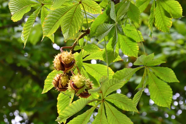 Horse-chestnuts on tree branch — Stock Photo, Image