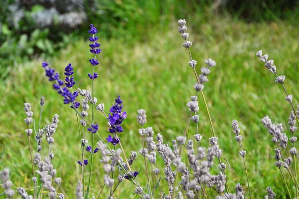 Lavendel en zaden — Stockfoto