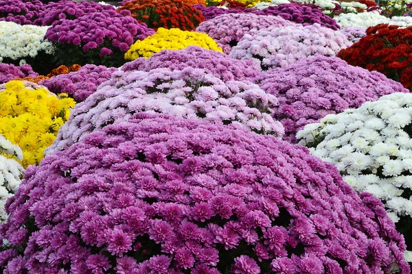 Chrysanthemum flowers — Stock Photo, Image