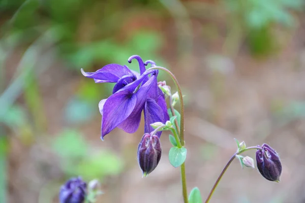 Λουλούδι Aquilegia - columbine — Φωτογραφία Αρχείου