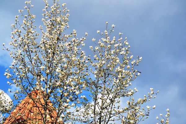 Witte magnolia bloeien — Stockfoto