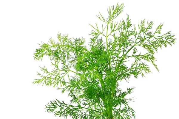 Fresh dill herb — Stock Photo, Image