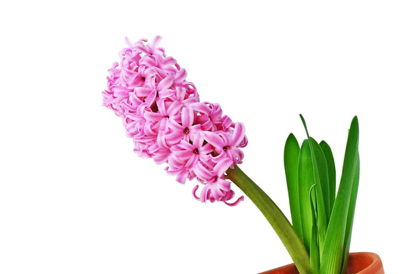 Hyacinth on white — Stock Photo, Image