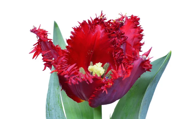 Red fringed tulip — Stock Photo, Image