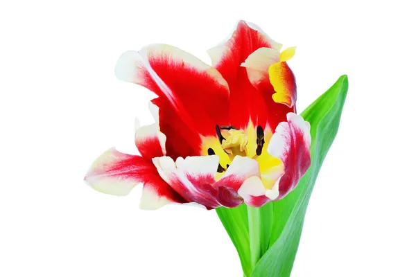 Red tulip closeup — Stock Photo, Image