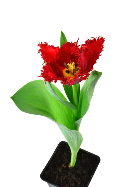 Tulipa vermelha no pote — Fotografia de Stock