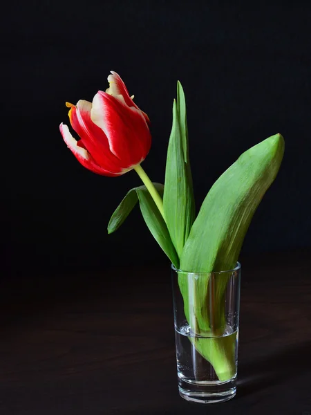 Tulipán de loro rojo — Foto de Stock