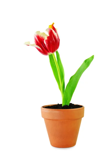 Red parrot tulip — Stock Photo, Image