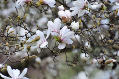 Beyaz Manolya çiçek