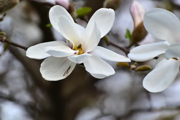 Fleurs de magnolia blanc — Photo