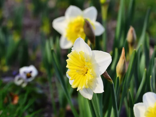 Jonquilles blanches gros plan — Photo